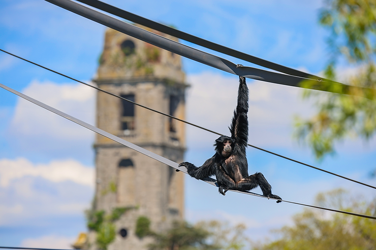 Un 9ème monde dédié au Japon à Pairi Daiza - Parcs Actus - Actualite des parcs d'attractions image 30 - Actualité des Parcs d'attractions - Parcs Actus