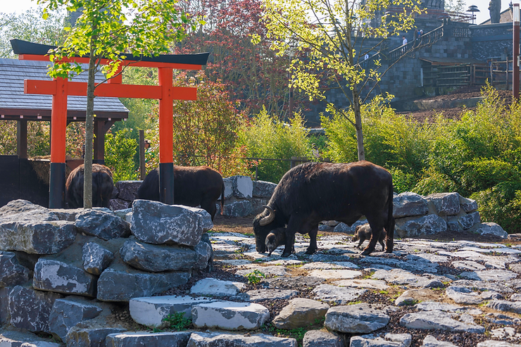 Un 9ème monde dédié au Japon à Pairi Daiza - Parcs Actus - Actualite des parcs d'attractions image 35 - Actualité des Parcs d'attractions - Parcs Actus
