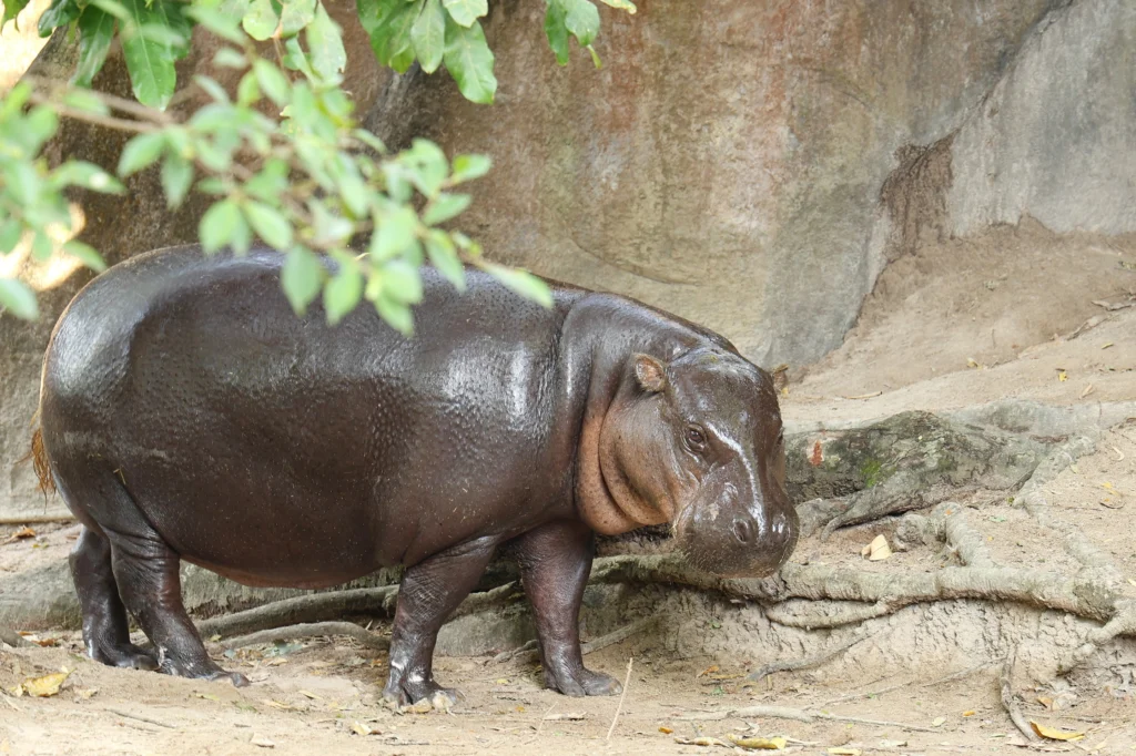 AdobeStock 1121760361 - Actualité des Parcs d'attractions - Parcs Actus