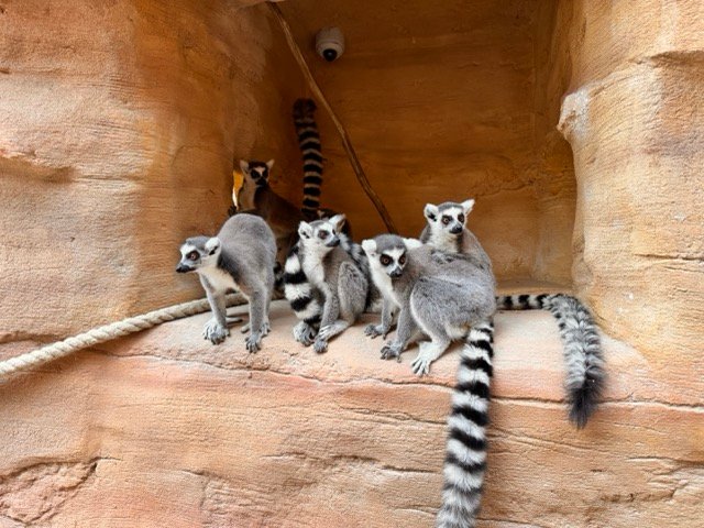 IMG 6673 2 Moyenne - Actualité des Parcs d'attractions - Parcs Actus