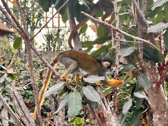 IMG 6821 2 Moyenne - Actualité des Parcs d'attractions - Parcs Actus