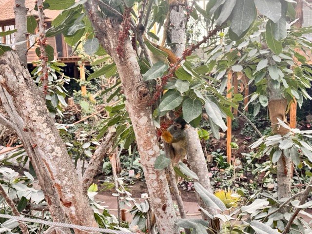 IMG 6824 Moyenne - Actualité des Parcs d'attractions - Parcs Actus