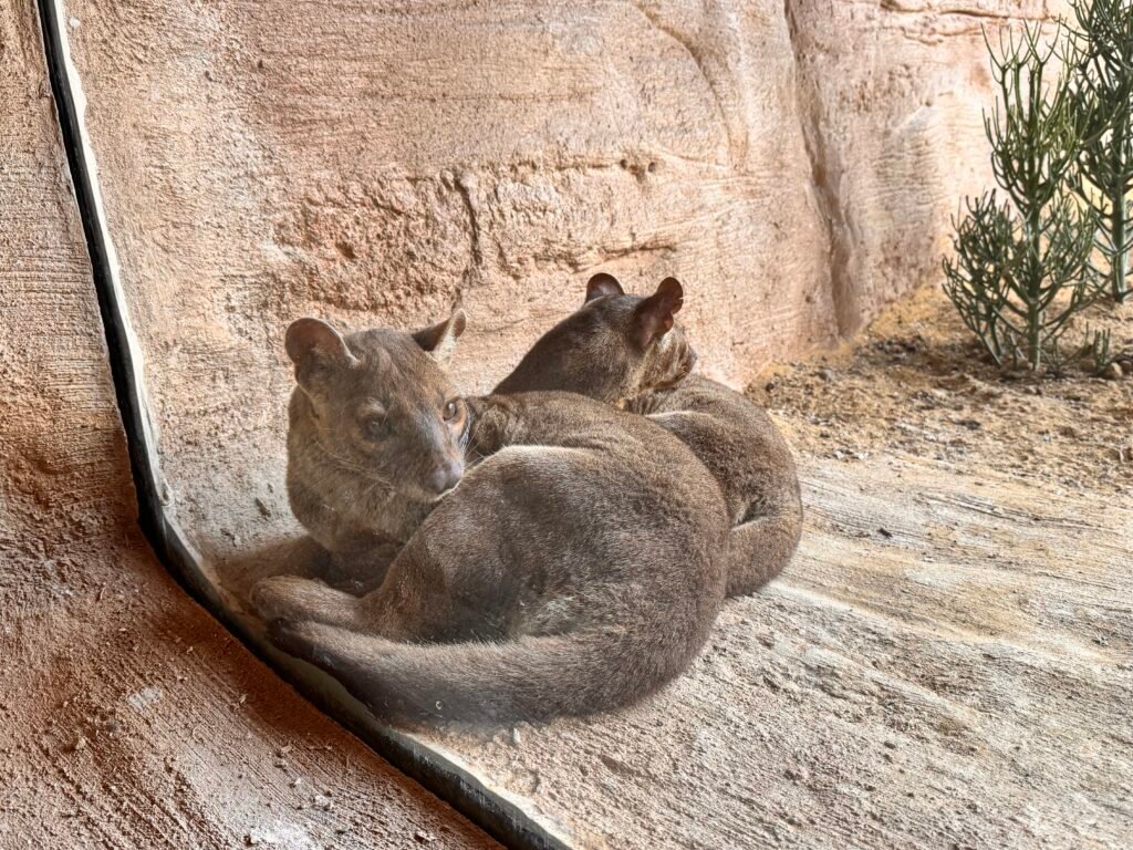 IMG 6836 - Actualité des Parcs d'attractions - Parcs Actus