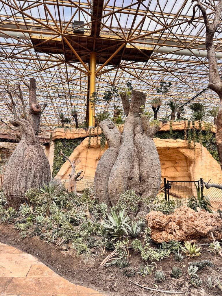 IMG 6838 2 - Actualité des Parcs d'attractions - Parcs Actus